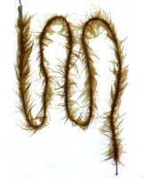 Weedy Leader Clip green 100cm