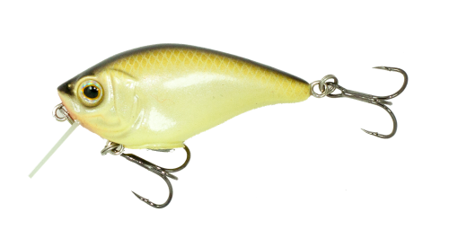 Copper Green Shad
